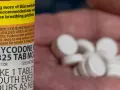 Zbliżenie na butelkę z lekiem Oxycodone i garść białych tabletek w dłoni.