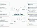 Schemat przedstawia działanie histaminy na receptory H1-H4, wpływając na objawy związane z nietolerancją histaminy, np. zapalenie, reakcje alergiczne.
