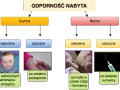 Jak poprawić odporność organizmu? Schemat przedstawia nabyte odporności: czynną (naturalną po chorobie, sztuczną po szczepieniu) i bierną (naturalną od matki, sztuczną po surowicy).