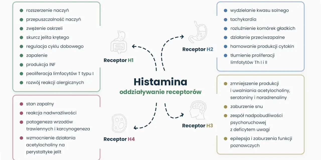 Schemat przedstawia działanie histaminy na receptory H1-H4, wpływając na objawy związane z nietolerancją histaminy, np. zapalenie, reakcje alergiczne.