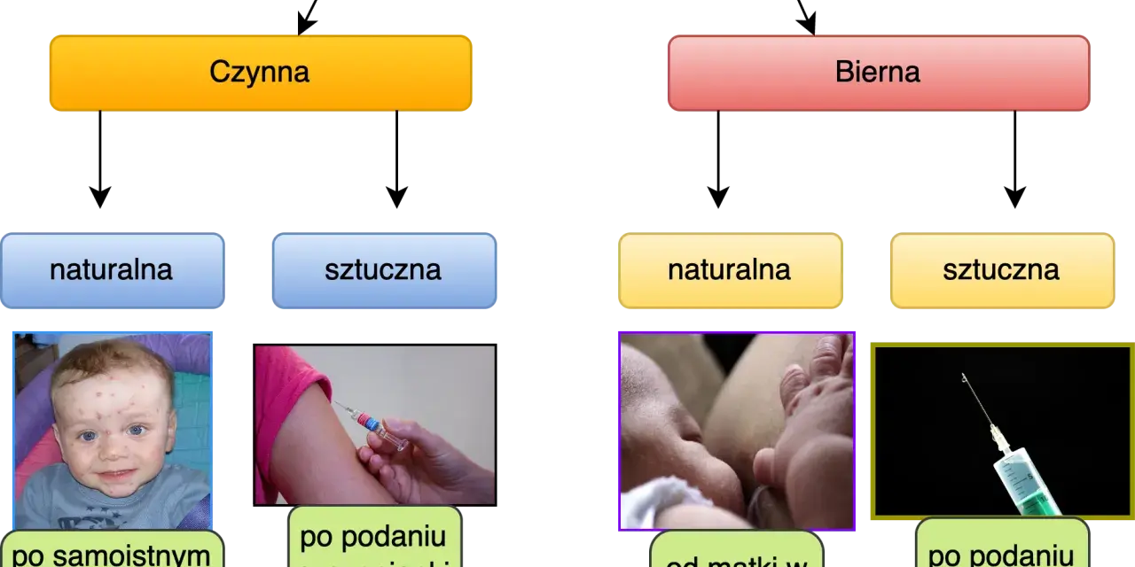 Jak poprawić odporność organizmu? Schemat przedstawia nabyte odporności: czynną (naturalną po chorobie, sztuczną po szczepieniu) i bierną (naturalną od matki, sztuczną po surowicy).