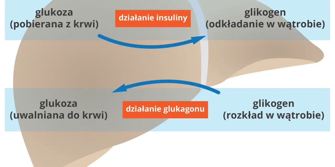 Schemat działania insuliny i glukagonu na wątrobę: pobieranie i odkładanie glukozy, uwalnianie glukozy z glikogenu.