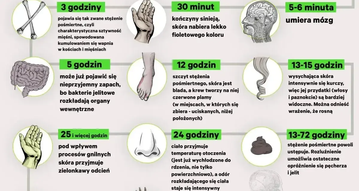 Grafika przedstawia etapy rozkładu ciała po śmierci, od pierwszych minut do miesięcy. Sekcja zwłok ukazuje zmiany zachodzące w organizmie.