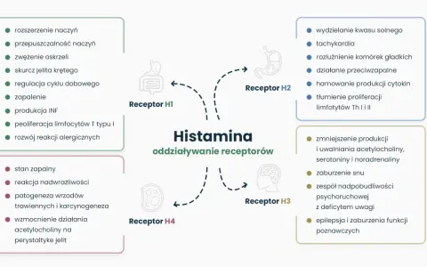 Schemat przedstawia działanie histaminy na receptory H1-H4, wpływając na objawy związane z nietolerancją histaminy, np. zapalenie, reakcje alergiczne.