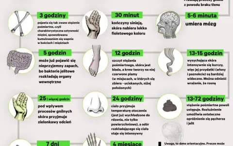 Grafika przedstawia etapy rozkładu ciała po śmierci, od pierwszych minut do miesięcy. Sekcja zwłok ukazuje zmiany zachodzące w organizmie.