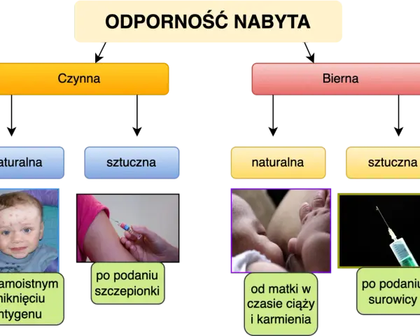 Jak poprawić odporność organizmu? Schemat przedstawia nabyte odporności: czynną (naturalną po chorobie, sztuczną po szczepieniu) i bierną (naturalną od matki, sztuczną po surowicy).