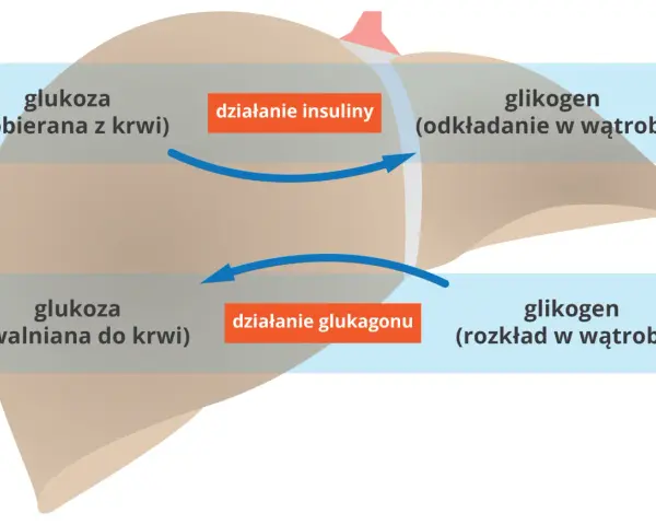 Schemat działania insuliny i glukagonu na wątrobę: pobieranie i odkładanie glukozy, uwalnianie glukozy z glikogenu.