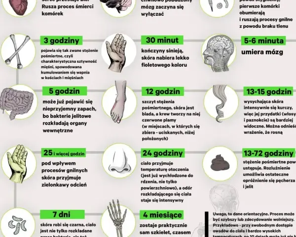 Grafika przedstawia etapy rozkładu ciała po śmierci, od pierwszych minut do miesięcy. Sekcja zwłok ukazuje zmiany zachodzące w organizmie.