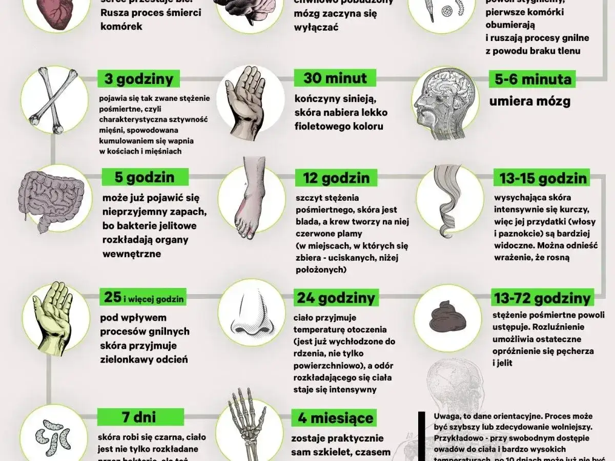 Infografika przedstawia etapy rozkładu ciała po śmierci, od pierwszych zmian po kilku minutach do całkowitego rozkładu po miesiącach. Sekcja zwłok jest tu ukazana w kontekście naukowym.