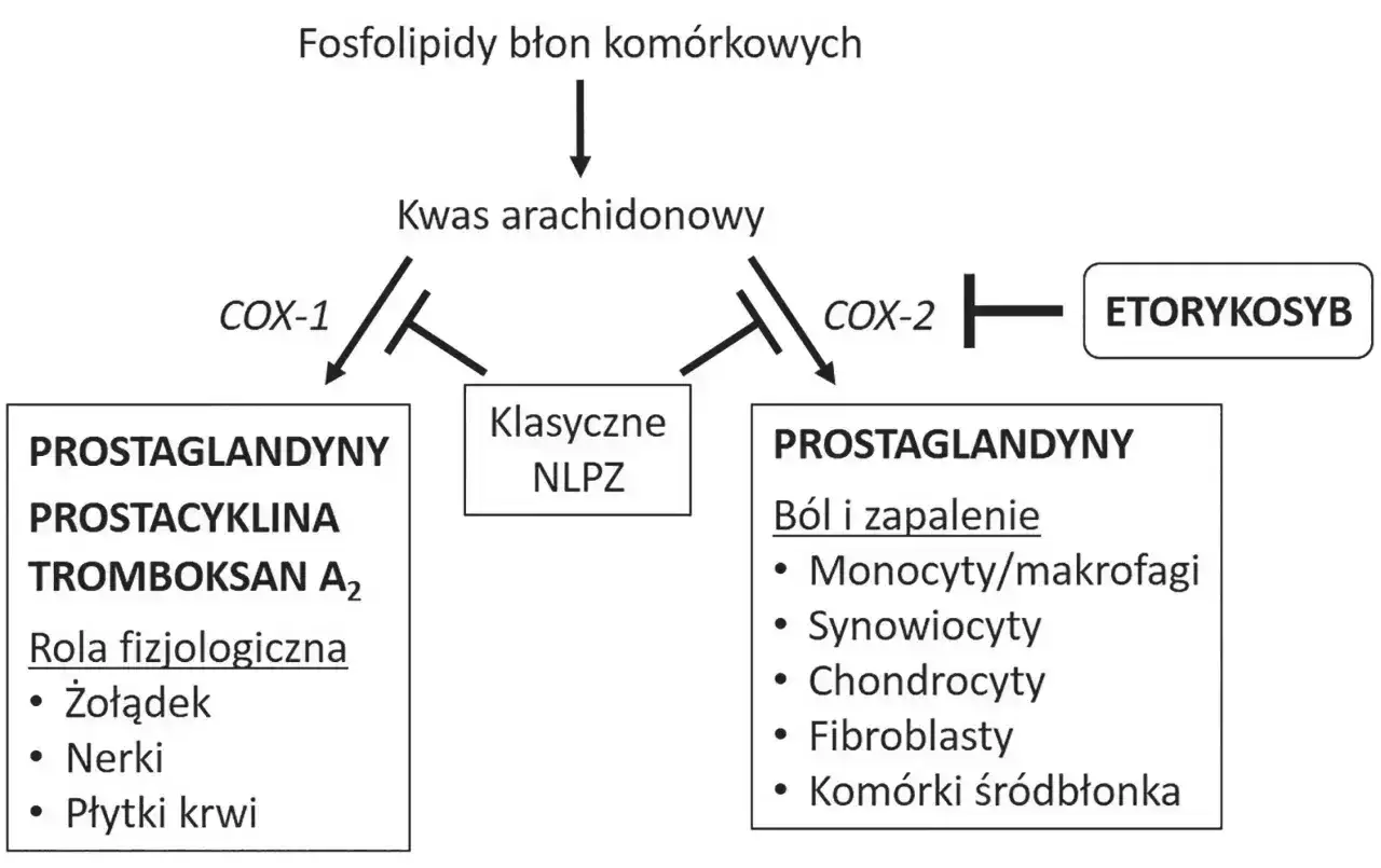 Schemat przedstawia wpływ klasycznych NLPZ i etorykosybu na kwas arachidonowy. Doloxib 60 może być związany z tym mechanizmem.