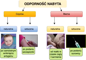 Jak poprawić odporność organizmu? Schemat przedstawia nabyte odporności: czynną (naturalną po chorobie, sztuczną po szczepieniu) i bierną (naturalną od matki, sztuczną po surowicy).