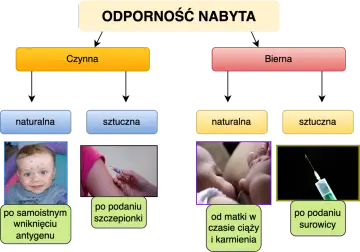 Jak poprawić odporność organizmu? Schemat przedstawia nabyte odporności: czynną (naturalną po chorobie, sztuczną po szczepieniu) i bierną (naturalną od matki, sztuczną po surowicy).